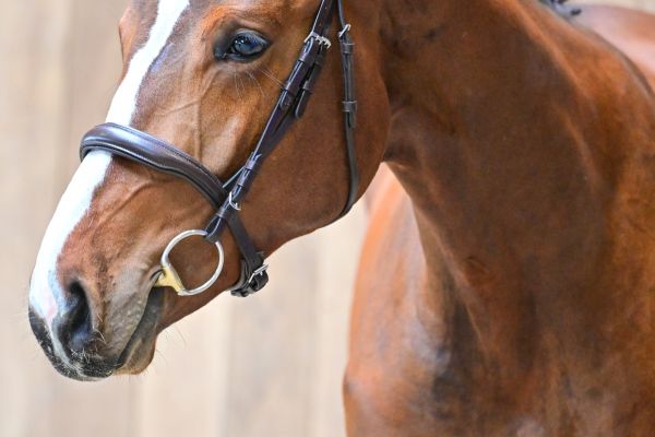 Seigneur de Saint Martin 1