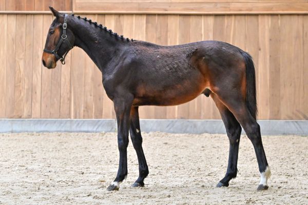 Tokyo GL de Moranfayt 3