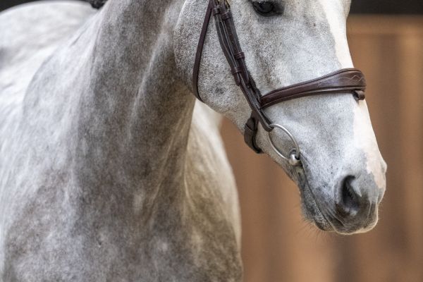 Sato van de Baanse Z 1