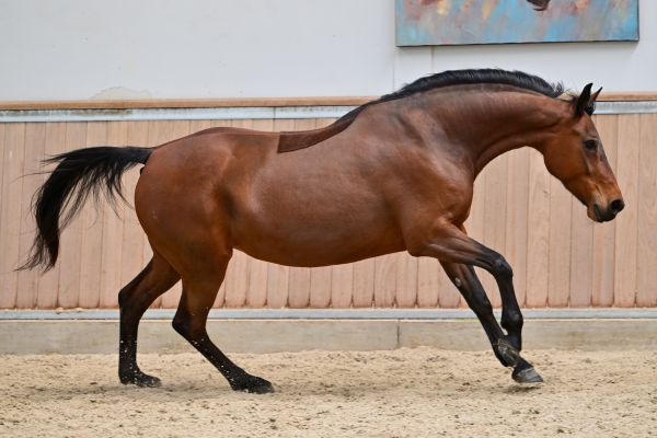 Caleche vd Berghoeve Z 4