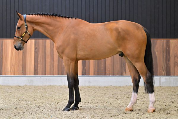 Casanova vd withoeve Z 3