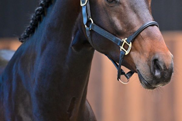 Thibajo vh Beeckhof Z 1