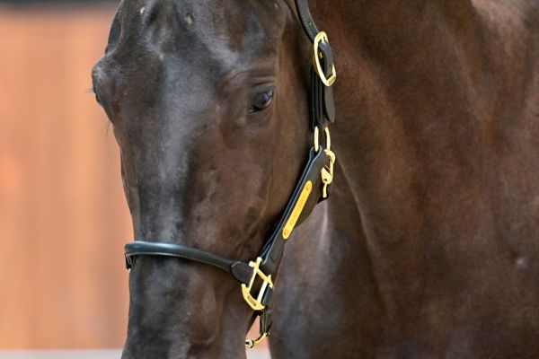 Dalton van de Boortoren Z 1.