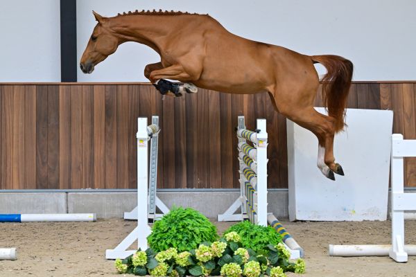 Colorada van het Doornebos Z 2