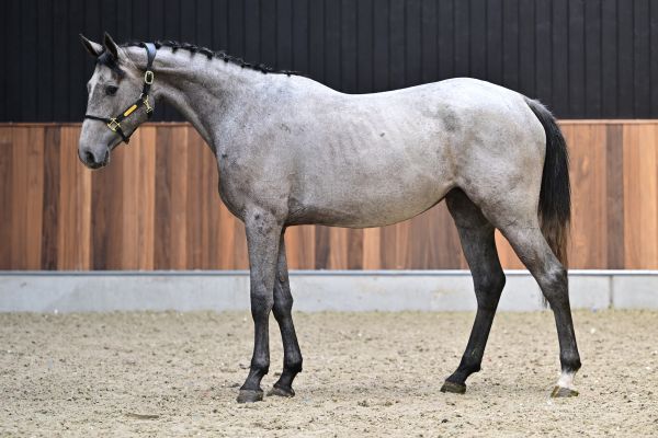 Clarissima vd Holsteinerhoeve Z 3