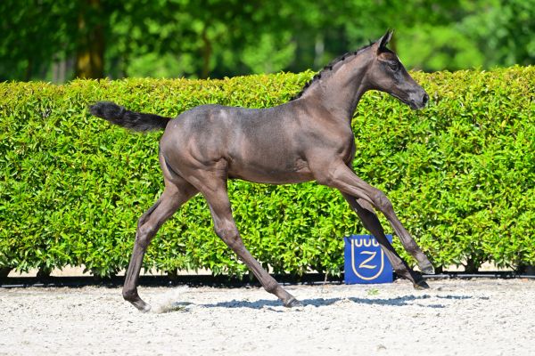 Vida van Brandheijde Z 3