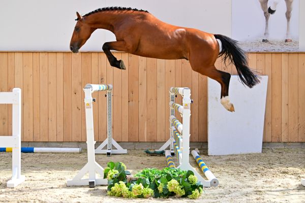 Hamigo Z 2