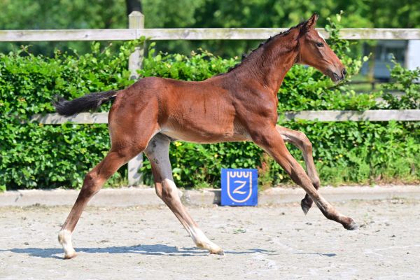 Chelsea van Mander Z 3