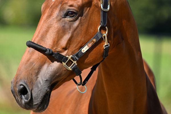 Nikita de la Vie Z - 2