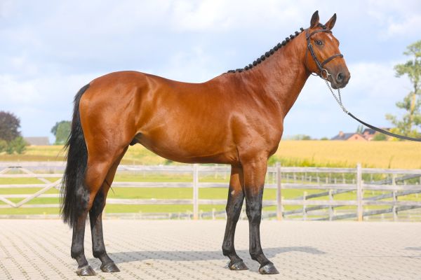 Chacco Baby AE Z - 3