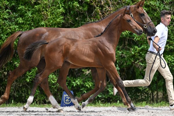 Dorado van Vloethem Z