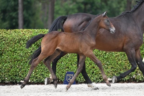 Tarentino van Paebroek Z