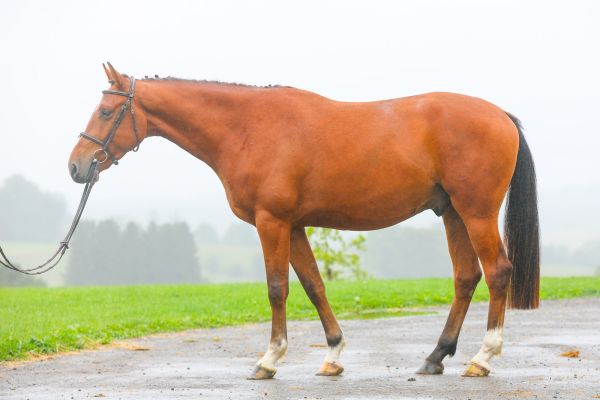 Papillon de Nalonsart - 1