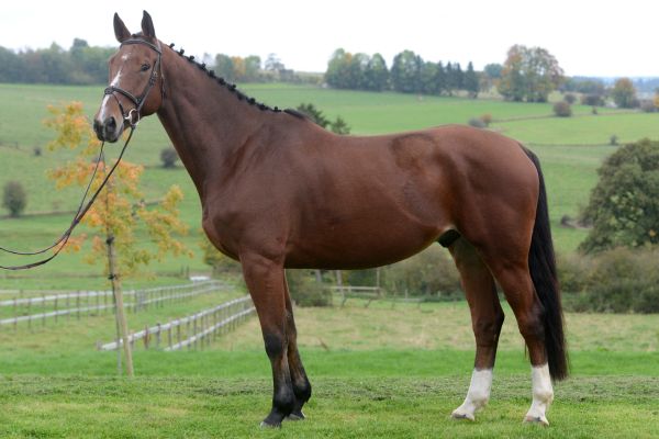 Calcifer de la Hart Z - 1