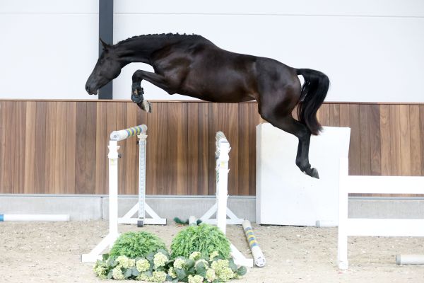 Valente van 't Prinsenveld Z 