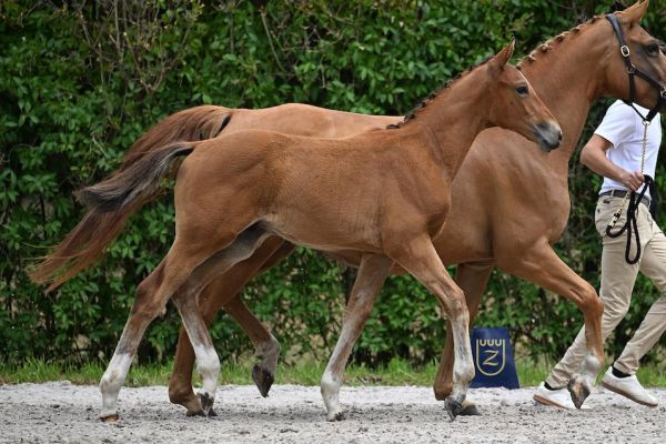 Bluesky de Quidray Z