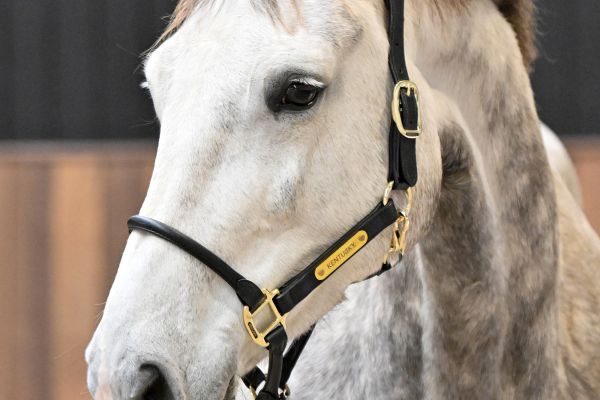 ROMANA-K VAN 'T KATTENHEYE - 2