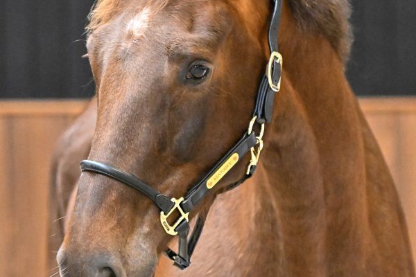 TUTTEBEL TK VD MOERHOEVE - 1