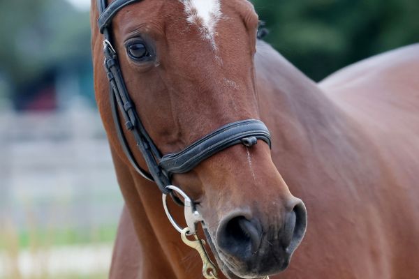 Pilou of Ballmore - 2