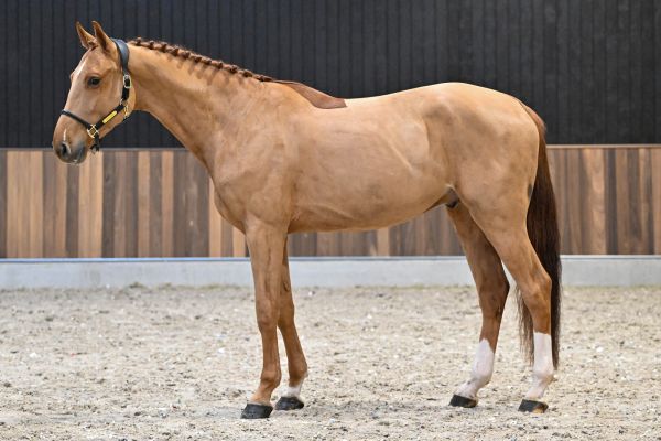 Vedet van de Bergdalhoeve 