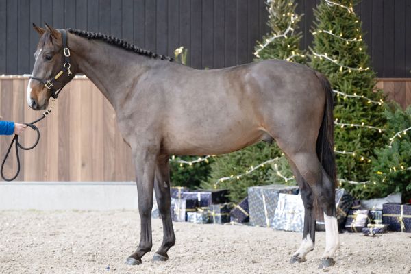 Clovis van de Meerdijk Z - 2