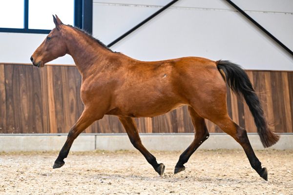 Quite Easy van Dorperheide - 3