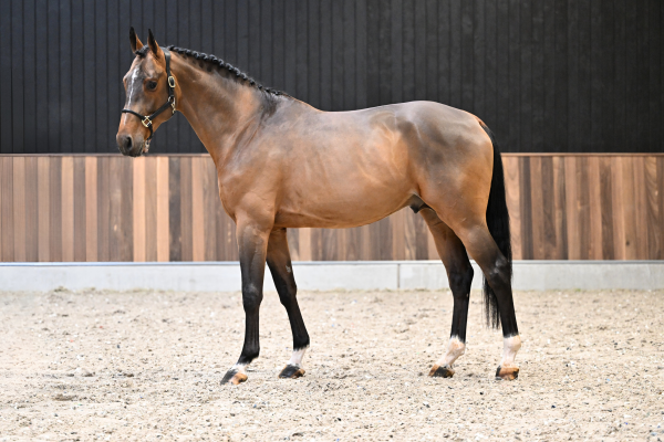 Waikiki van de Smidshoeve