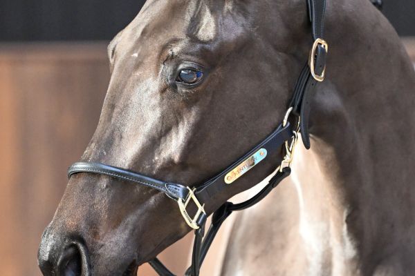 Jane du Dieu d'Arras Z - 1