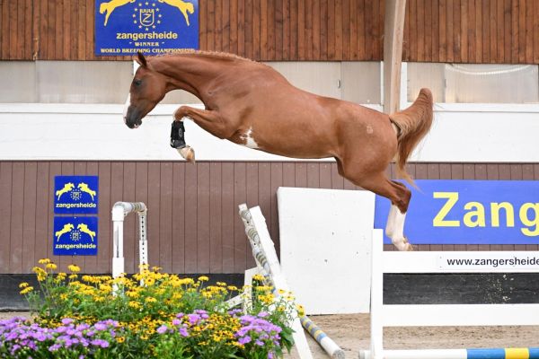 Esmeralda du Dieu d'Arras Z