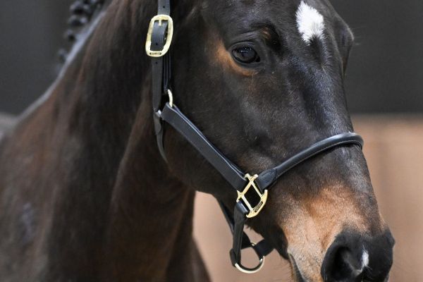 Iloise-K van Kattenheye Z - 2