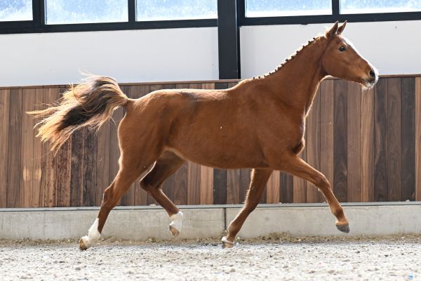 Coco Chanel Pommex Z - 3