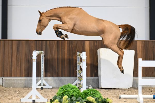 Gala vd Berghoeve Z - 3