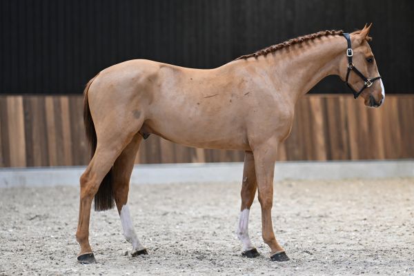 Chaplin vd Berghoeve Z