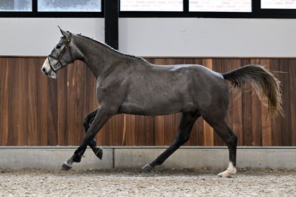 Cico van het Kraeyenboschhof Z - 2