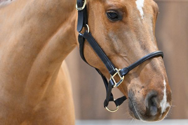 I'm Cool Blue PS - 1