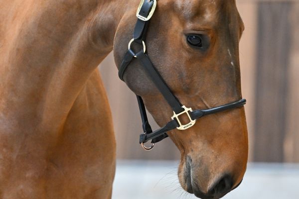 Ushi van de Berghoeve - 2