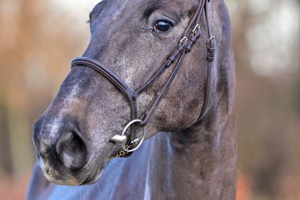 Chezebee du Caillou Z - 1