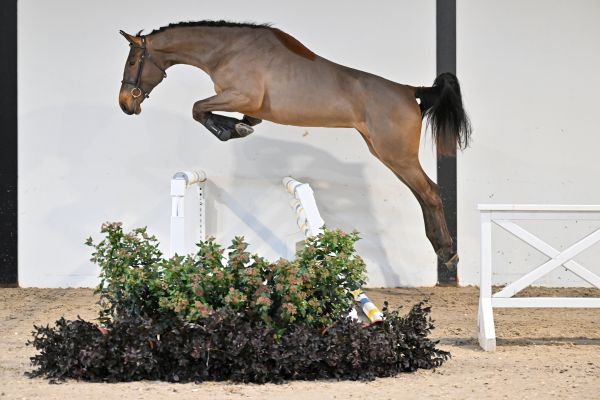 Pollux du Caillou Z - 3