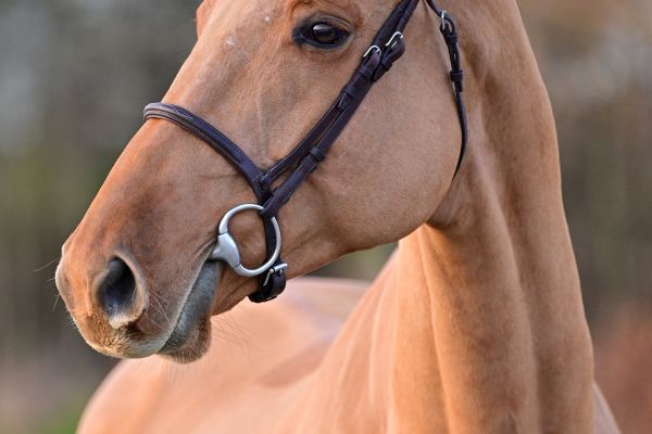 Uzi van de Gaathoeve - 1