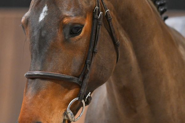 Isoline de Masiere - 1