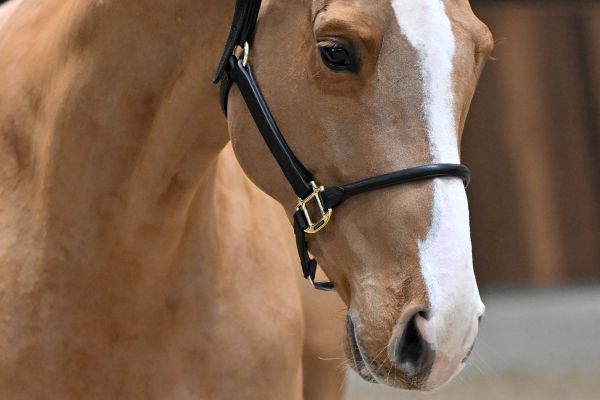 Captain des Premises Z - 1