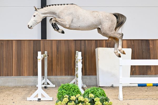 Crimi Clown de Spalbec Z - 2