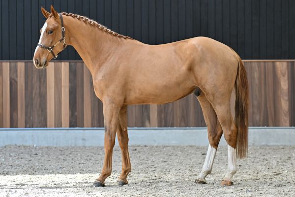 Epplejeck de Spalbec Z - 3