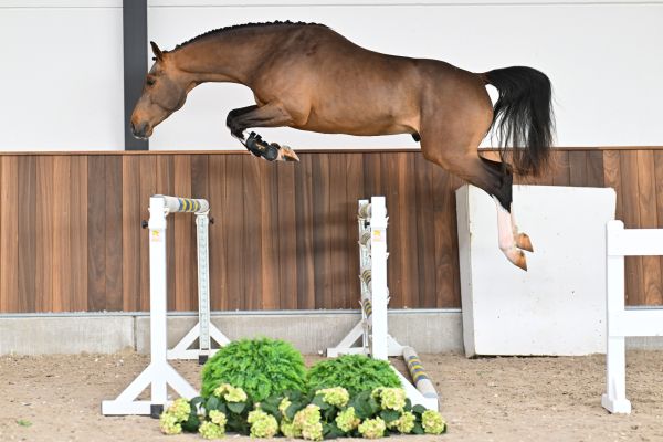 Hero vd Berghoeve Z - 2