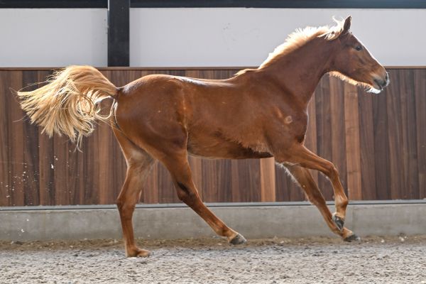 Enjoy vd Paepehoeve Z - 3