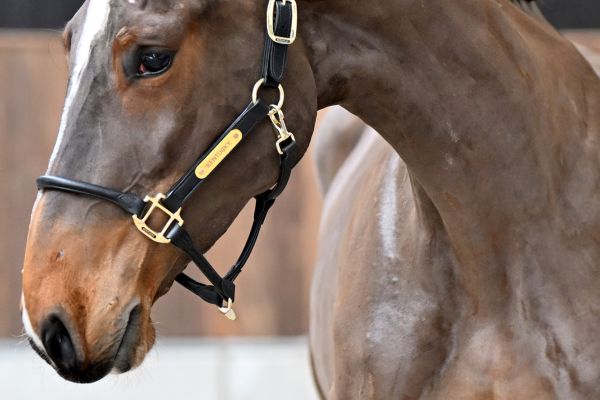 All Star vd Paepehoeve Z - 1