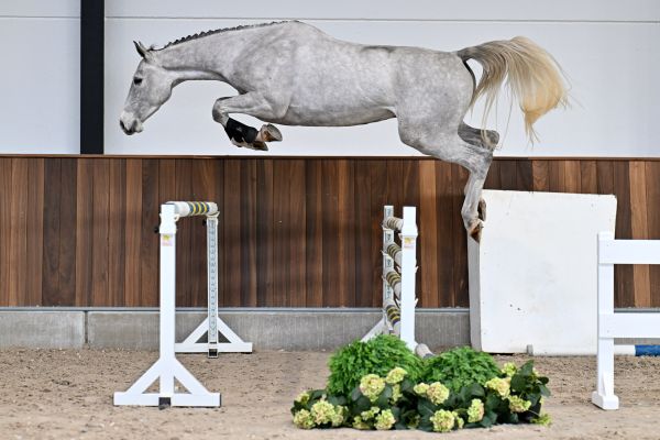 Dancing Dimi Axelhoeve Z - 2