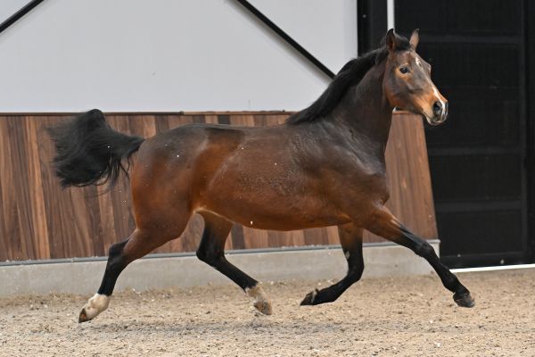 Tequila van het Reigersnest Z- 3