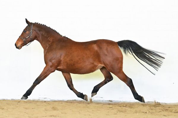 Euridice van de Donkhoeve - 1