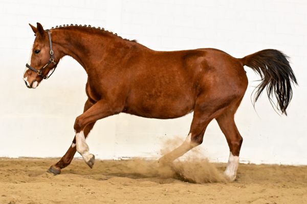 Olympia van de Donkhoeve - 4